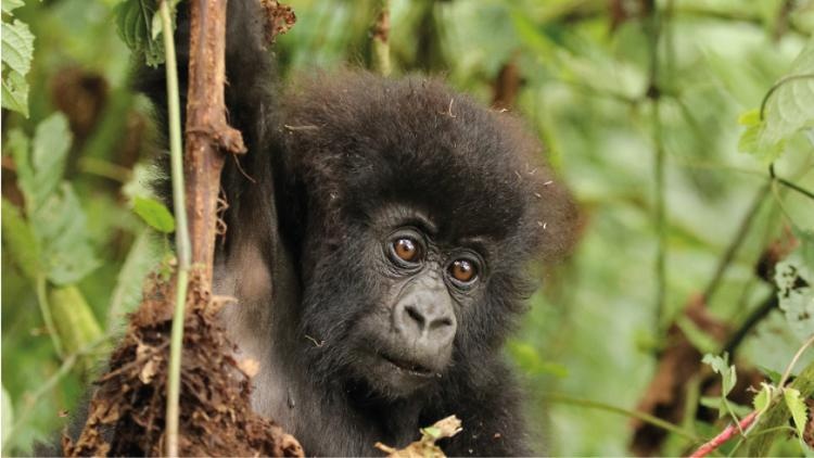 Gorilla Baby, Virunga Nationalpark